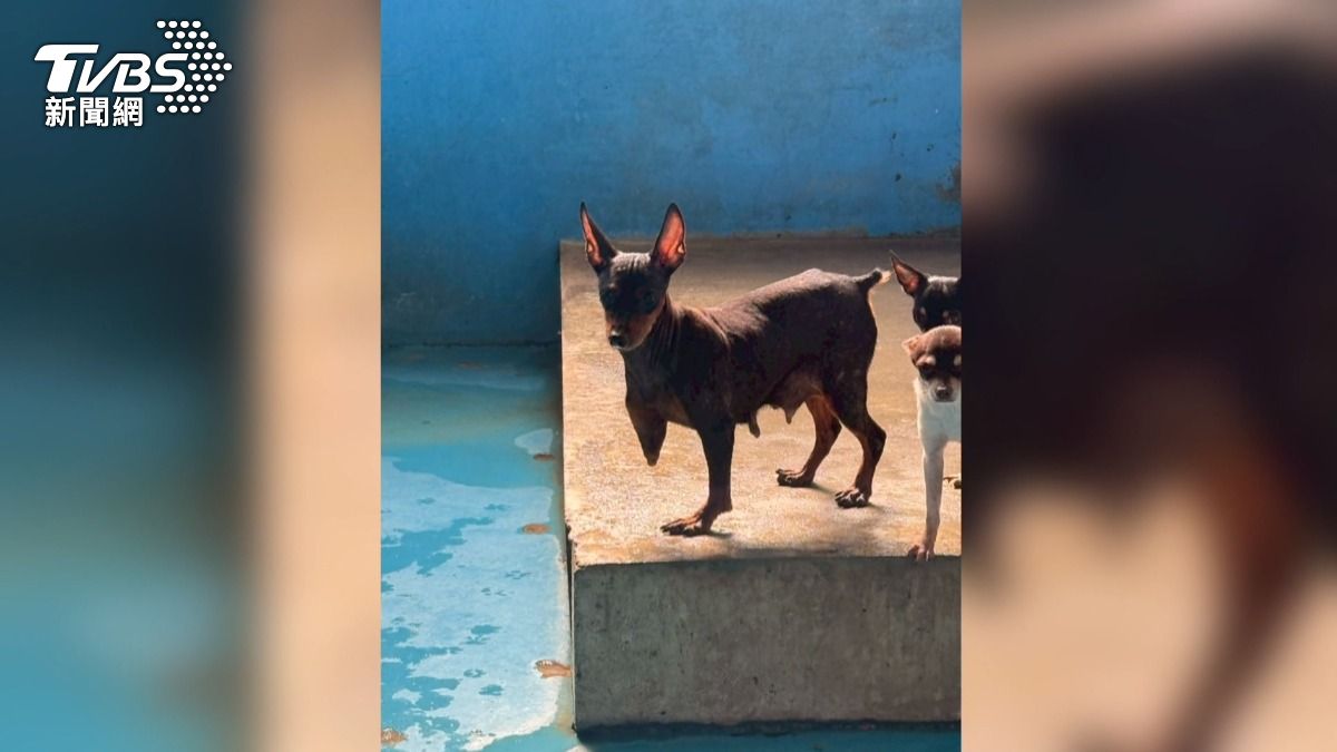 遭到犬舍老闆謝明偉施以割聲帶、拔狼爪殘忍對待，甚至有一隻迷你杜賓犬缺少一條腿。(圖／民眾提供)