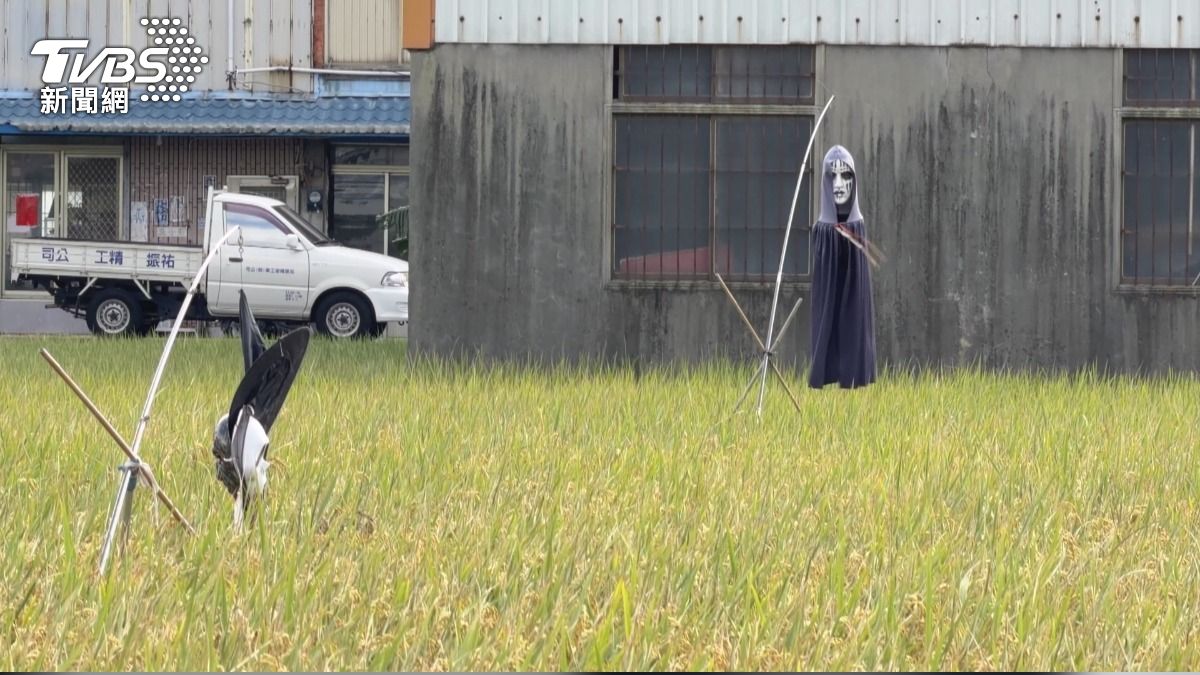稻草人變身鬼修女？「這招」防鳥效果超乎預期。(圖／TVBS)