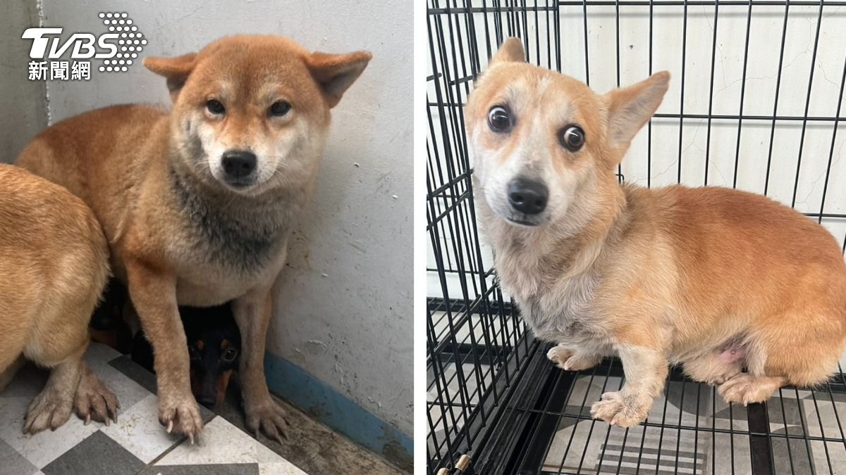 柴犬、柯基都有！苗栗85狗今開放領養　「全都沒聲帶」惹鼻酸