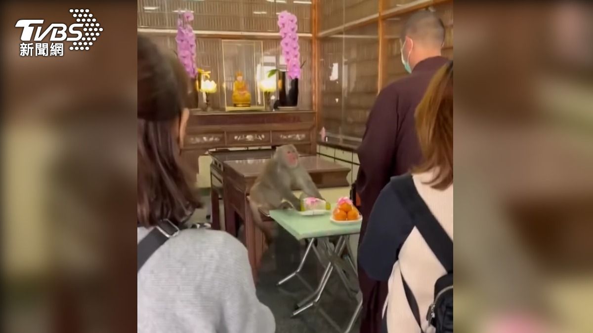 猴子挑了一盤祭品後,從從容容、大搖大擺地離開現場,但民眾卻無能為力(圖/翻攝陽光禮儀.生前契約)