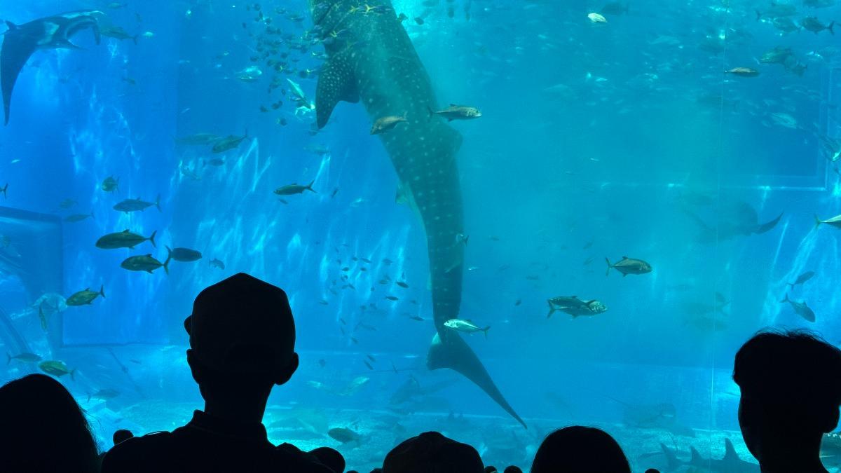 13名台灣遊客到沖繩自駕旅遊,前往美麗海水族館時卻因為導航誤闖軍事基地。(圖/@hsuhsu03授權提供)
