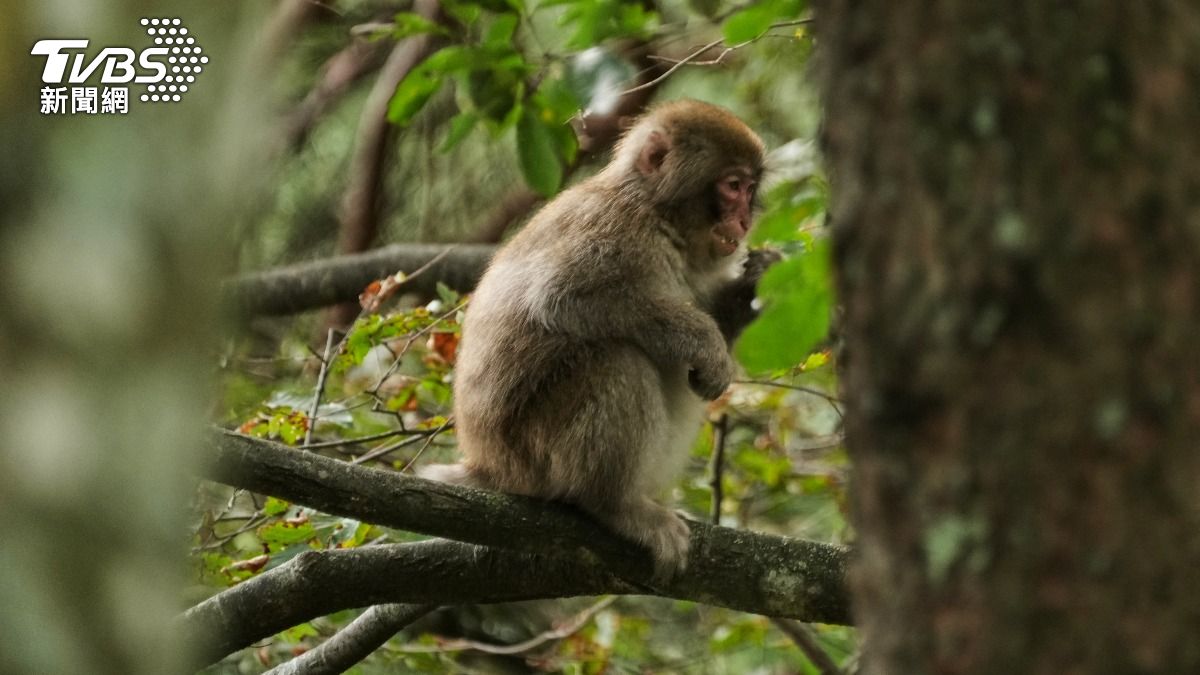 泰國破獲一起野生動物和毒品走私案，一天之內接連救出143隻獼猴。（示意圖，與本文無關／達志影像美聯社）