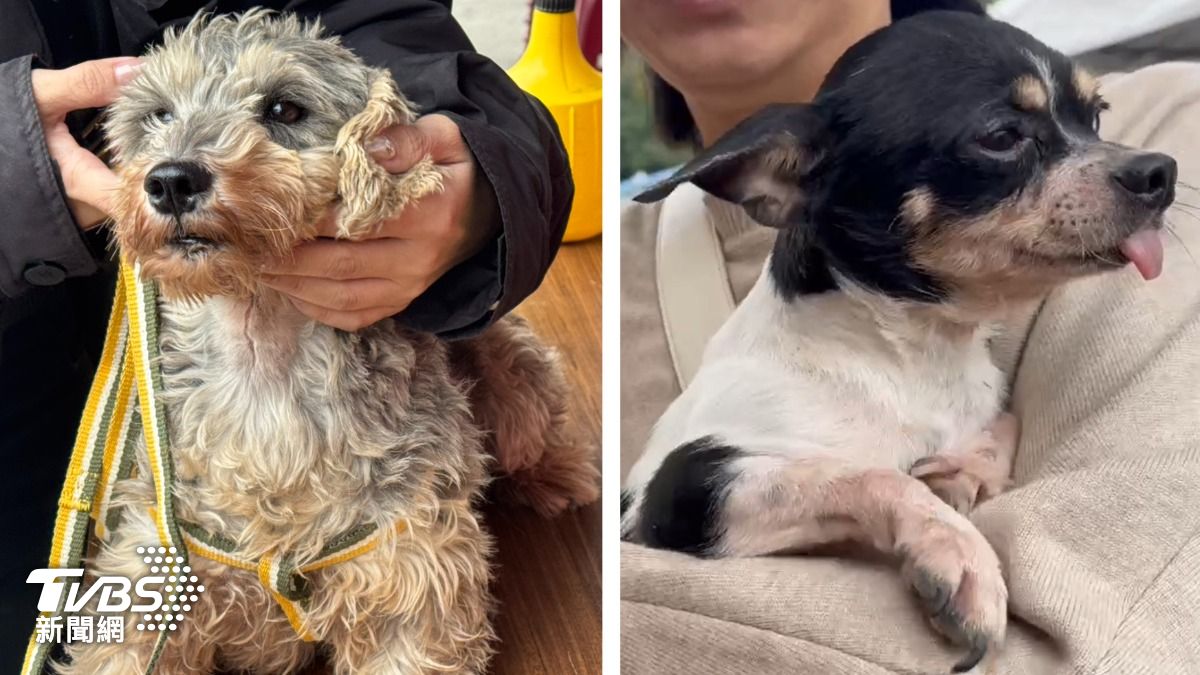 290犬割聲帶引眾怒!首波85隻毛孩認養 52隻找到新家