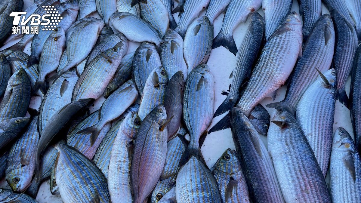 野生烏魚季到!彰化漁民「烏金」大豐收 12天狂撈200萬