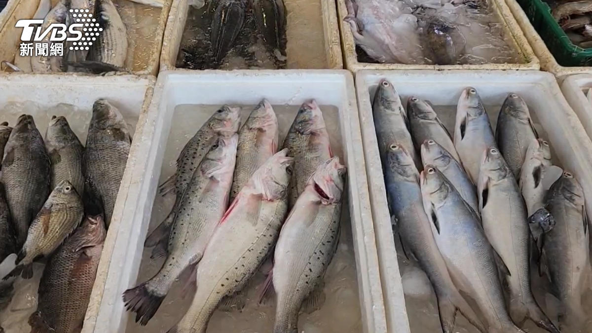 父子捕獲7400隻烏魚。(圖/TVBS)