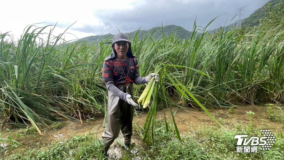金山區農友陳長欽種植茭白筍，長年悉心經營友善耕作農田，堅持完全不使用化學農藥。（圖／新北市農業局提供）