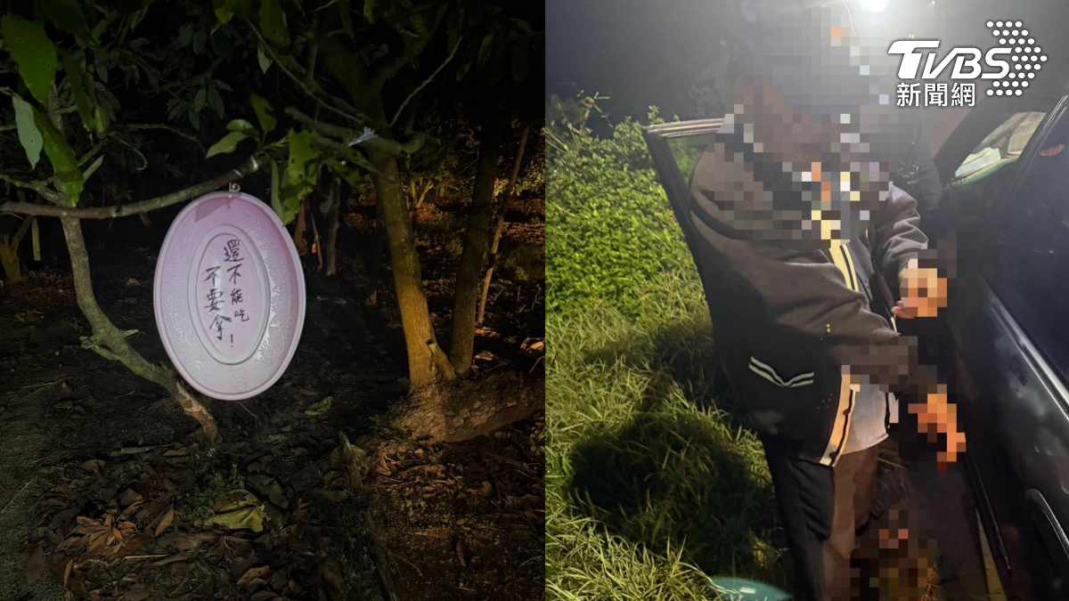 冬季芭樂價格漲!毒蟲深夜偷摘 農民無奈喊:還沒熟啦