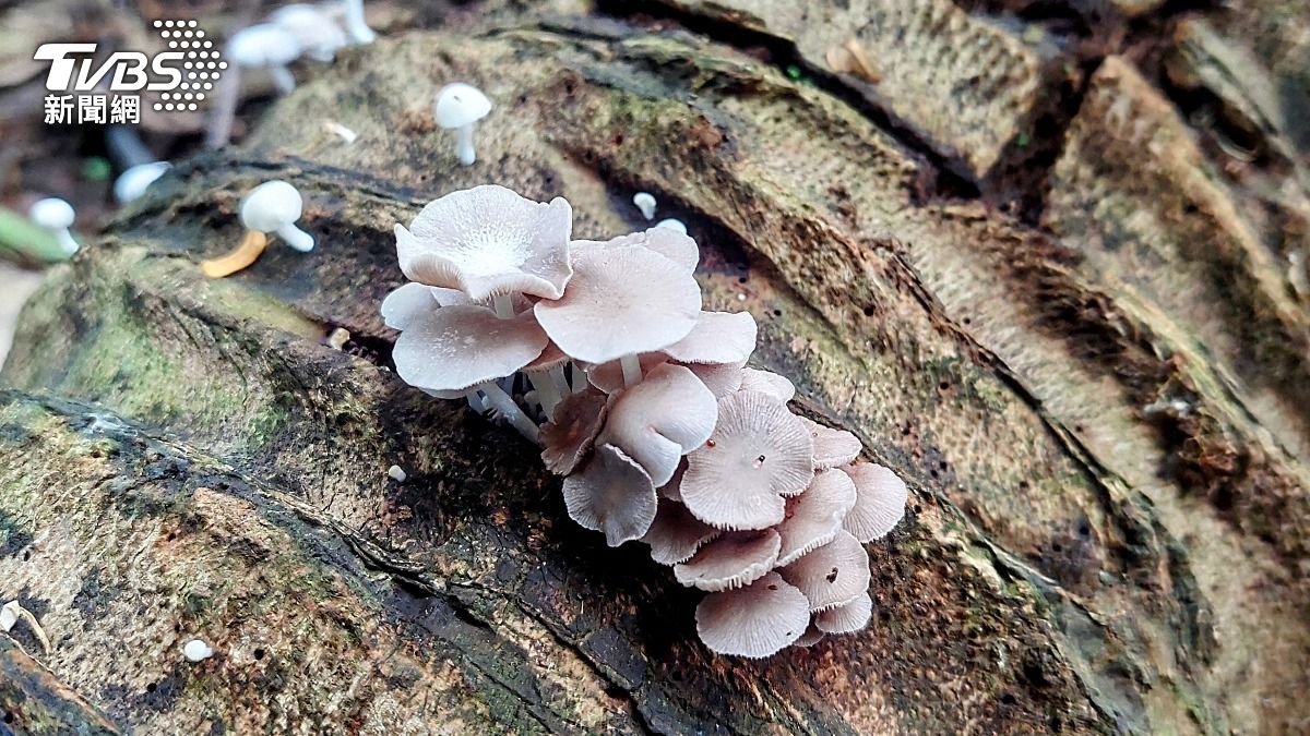 AI說可以吃!日7旬翁「誤食毒菇」 中毒狂吐險喪命