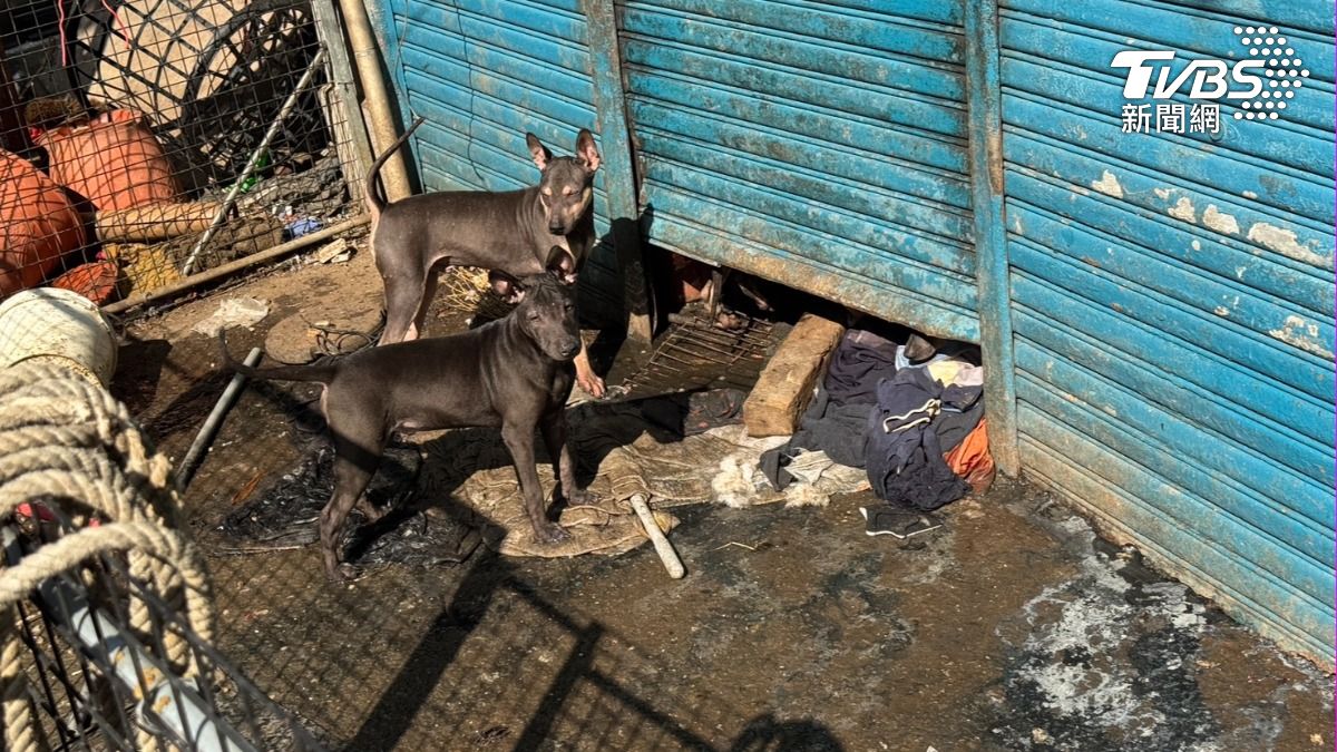 高雄男孤獨死在透天厝 遺體泡水「浮腫爛掉」遭愛犬啃咬