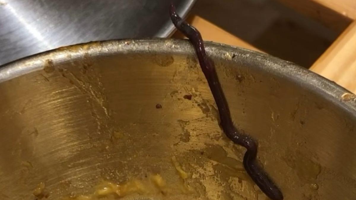 生菜中的活蟲可能是吸血螞蟥。(圖/翻攝自廣州日報)