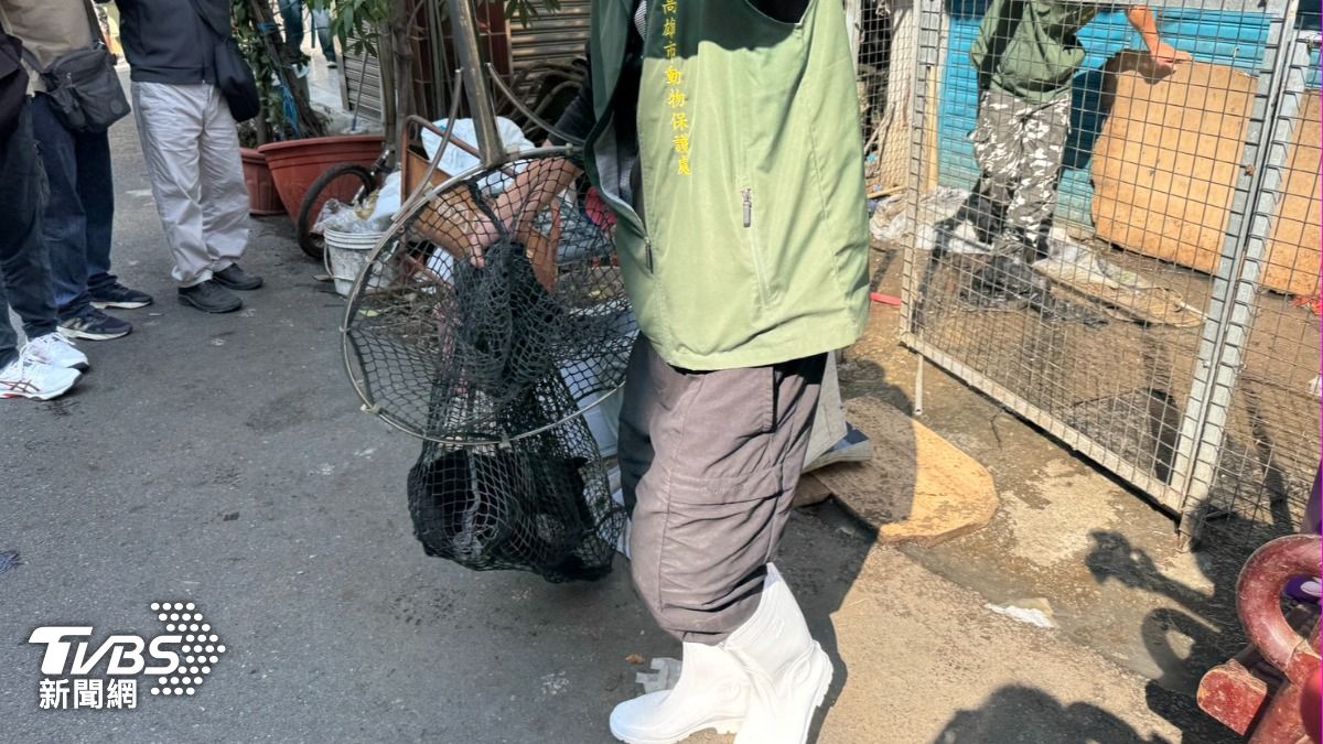動保處到場捕捉。（圖／陳佳宜攝）
