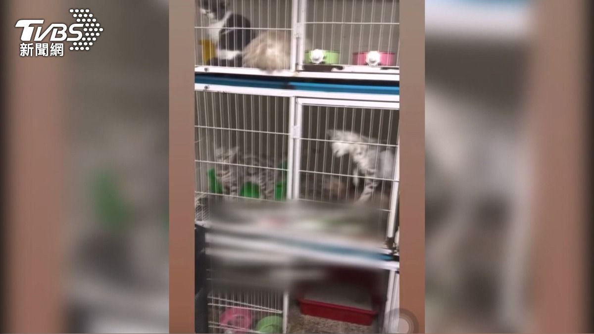 彰化貓舍業者稱遭詐騙無力再養貓　動保所介入急帶回41貓。(翻攝IG 小哥哥 艾理) 