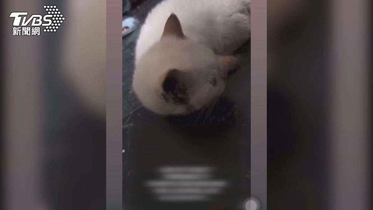 貓舍業者稱被詐500萬　不當飼養照樣挨罰。(翻攝IG 小哥哥 艾理) 