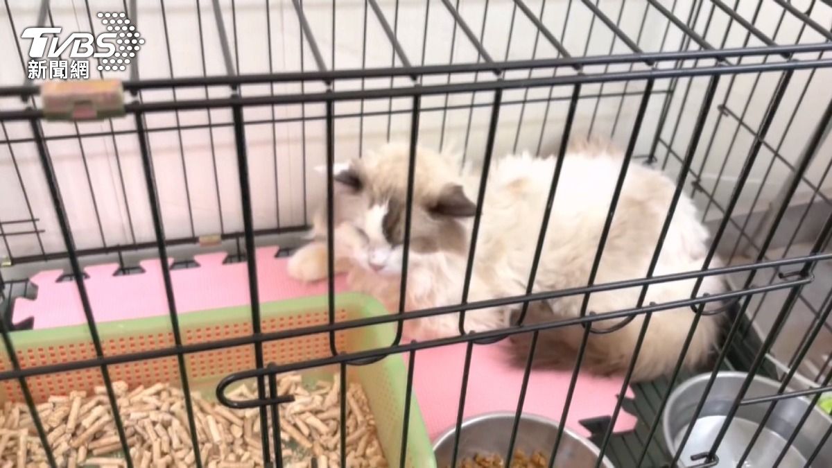 貓舍業者稱被詐500萬　不當飼養照樣挨罰。(翻攝IG 小哥哥 艾理) 