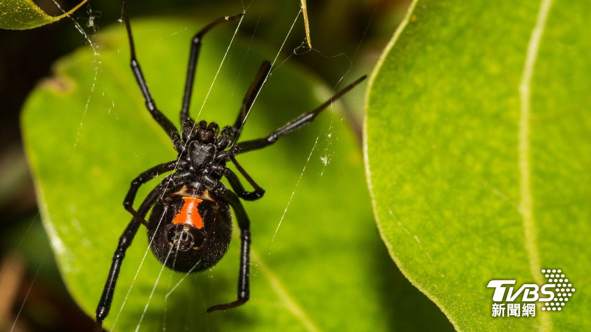 日本山口縣「毒蜘蛛肆虐」!3個月見921隻 美軍基地、小學淪陷
