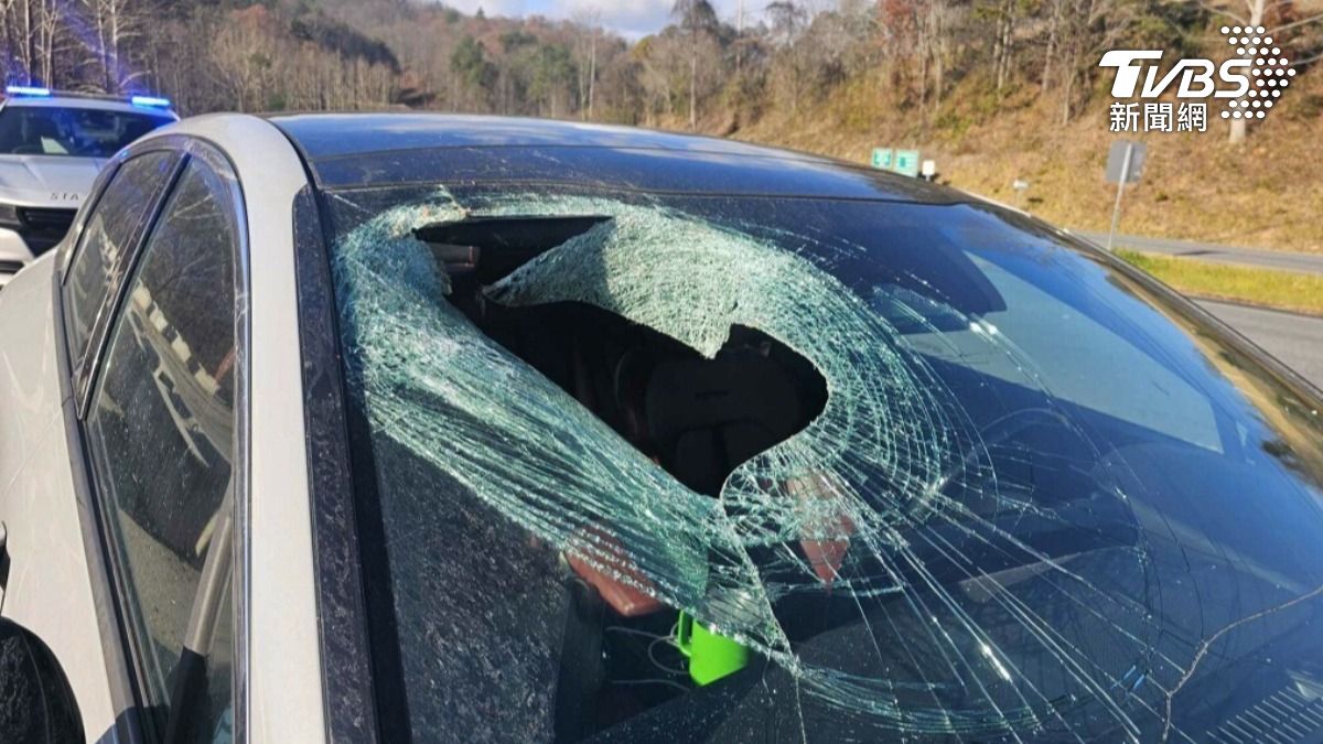 開車突天降一物!白頭鷹爪一鬆貓屍掉落砸車窗 女嚇傻:內臟四散