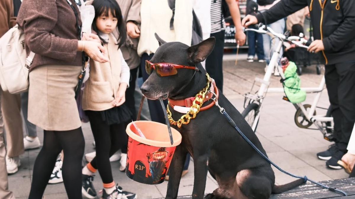 黑狗戴墨鏡叼桶賺錢惹議 飼主遭重罰8萬且寵物被沒入
