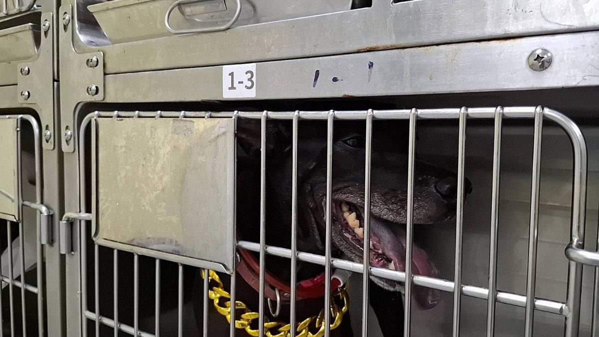 動保處沒入犬隻。(圖/動保處提供)