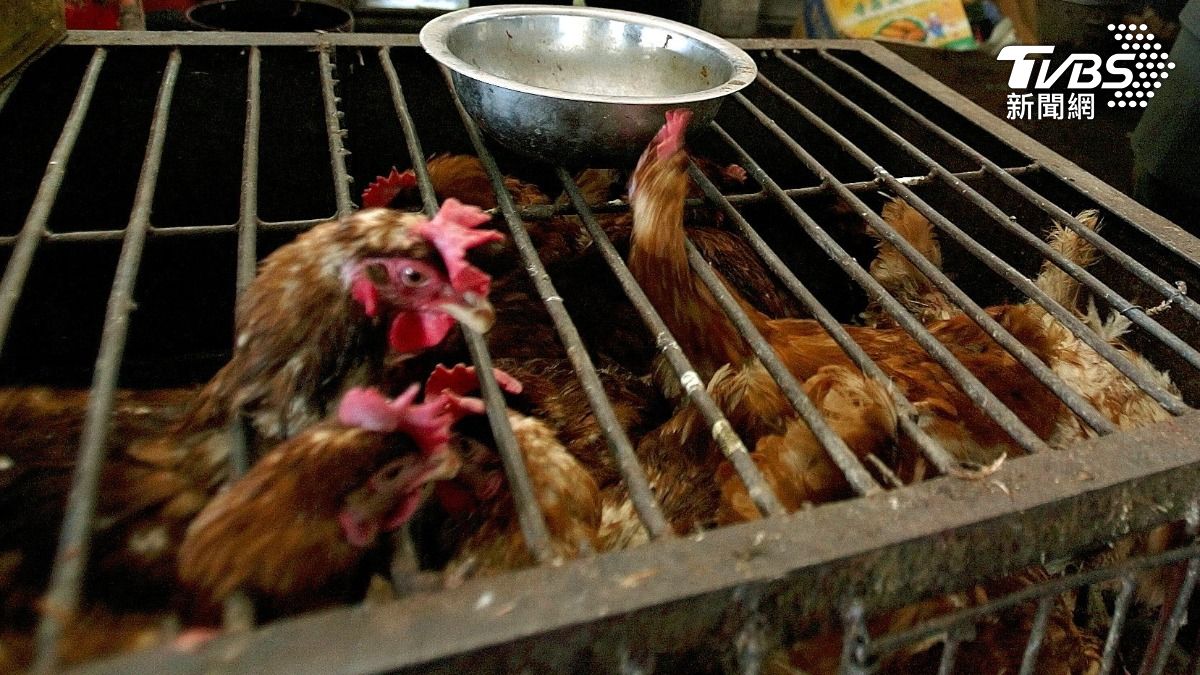 禽流感過去幾年導致全球數億隻禽鳥被撲殺、擾亂了食品供應並推高價格。(圖/達志影像路透社)