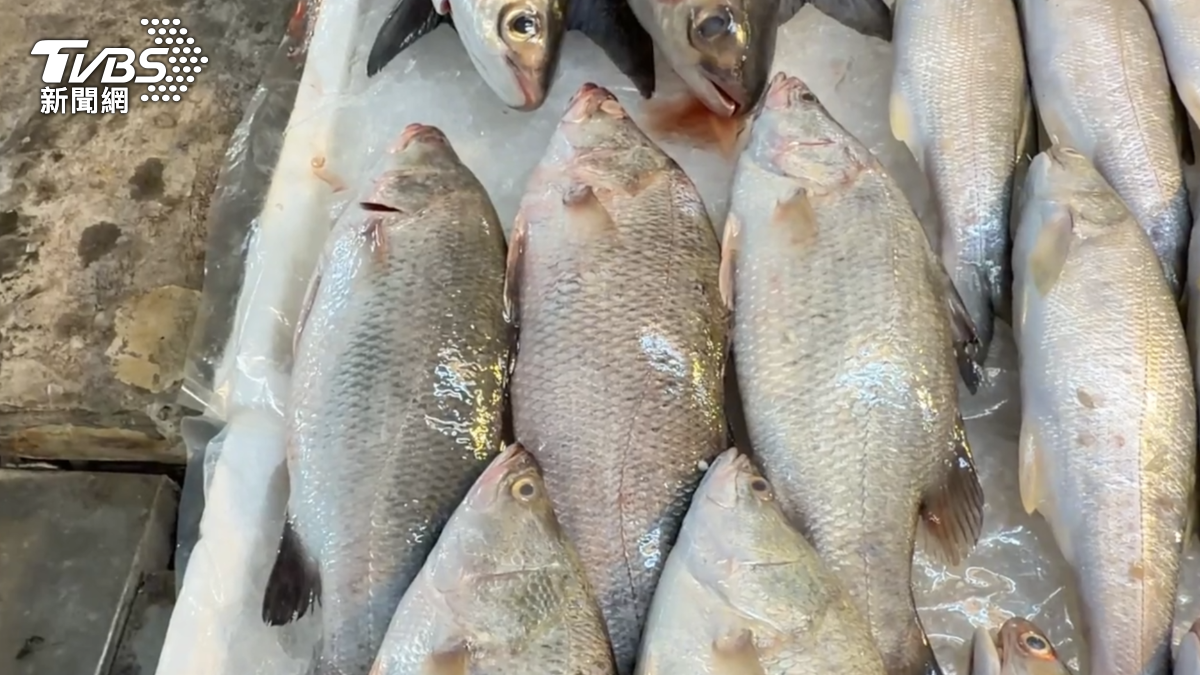 台灣鱸魚產業面臨嚴峻挑戰，價格大幅下跌讓養殖戶叫苦連天。（圖／TVBS）