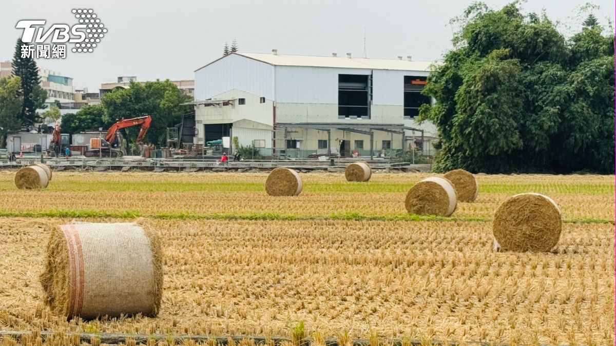 雲林爆紅「稻草捲心酥」用途曝　竟外銷日本餵和牛