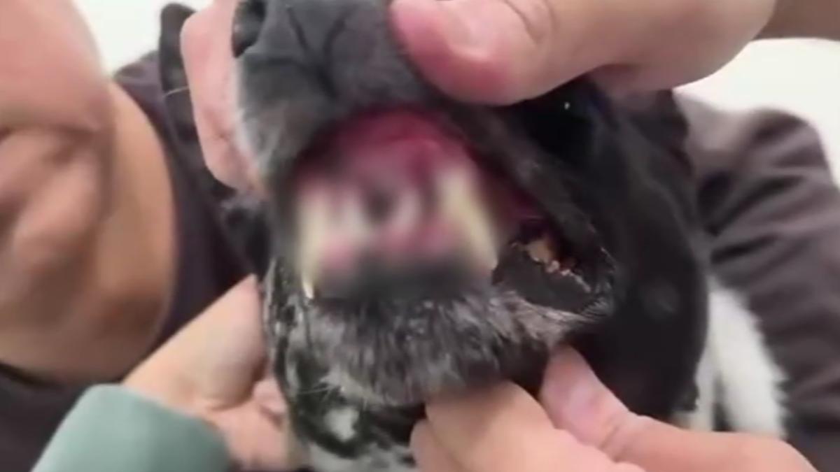 愛犬「阿財」因吠叫，遭物流外包員毆打釀牙斷。（圖／民眾提供）