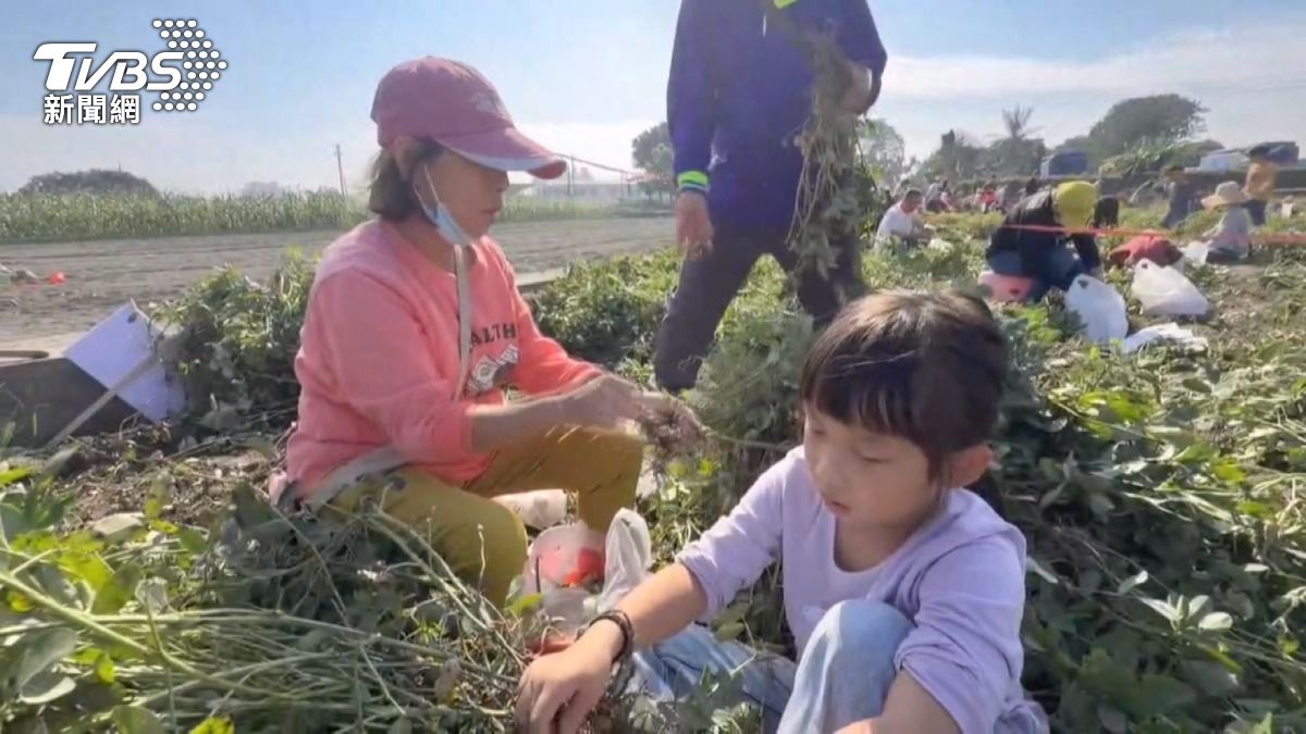 千人雲林拔花生!「花生股東」體驗農趣。(圖/TVBS)