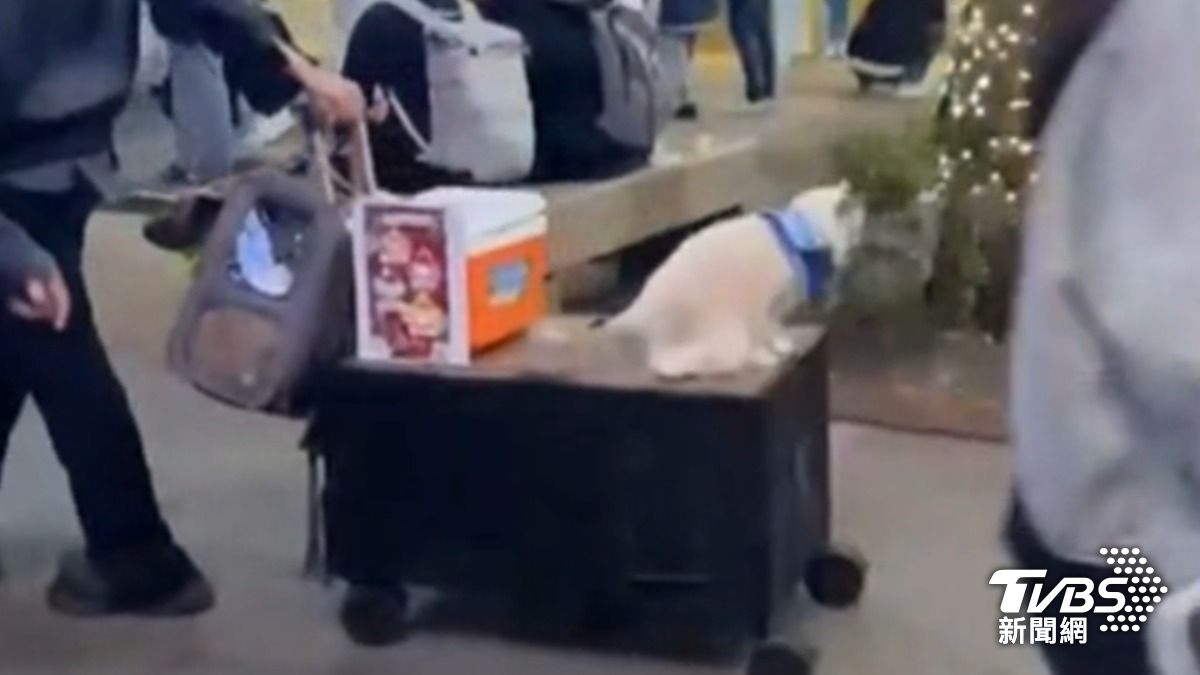 民眾怒批縱使警察前來開單，但警察離開後，甜點攤車卻繼續賣，移動時也沒在顧貓咪有沒有站穩。（圖片來源／民眾提供）