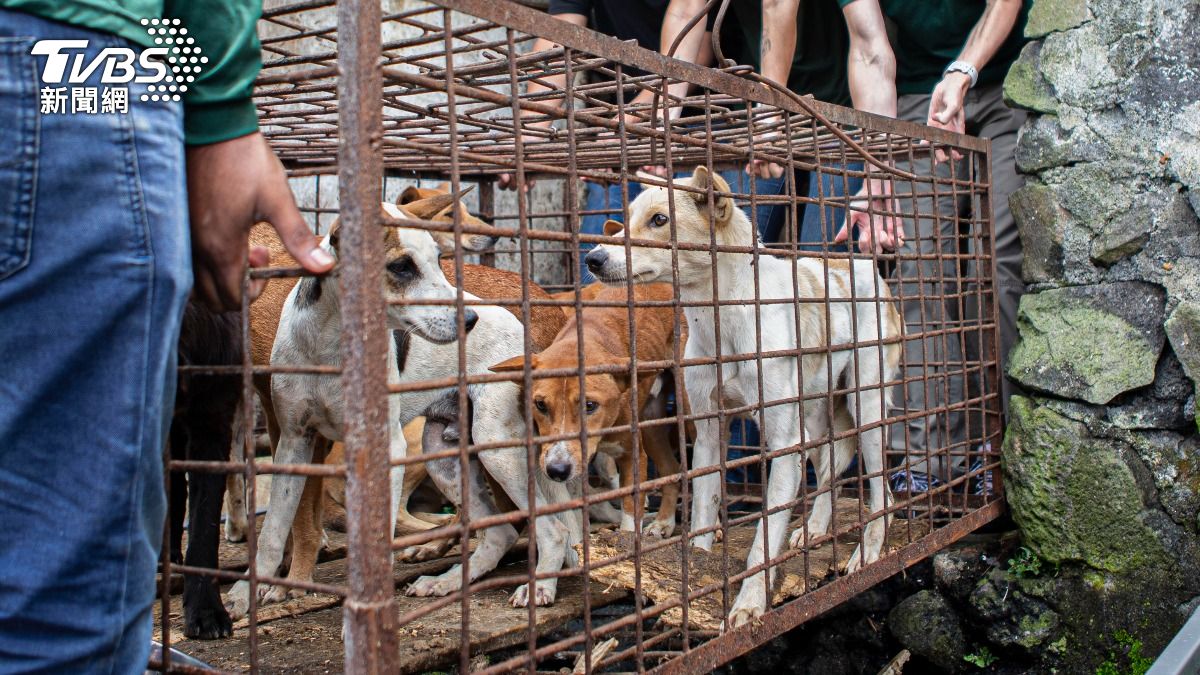 印尼是少數仍允許販售狗肉的國家之一，圖為動物團體從屠宰場救出狗。（圖／達志影像美聯社）