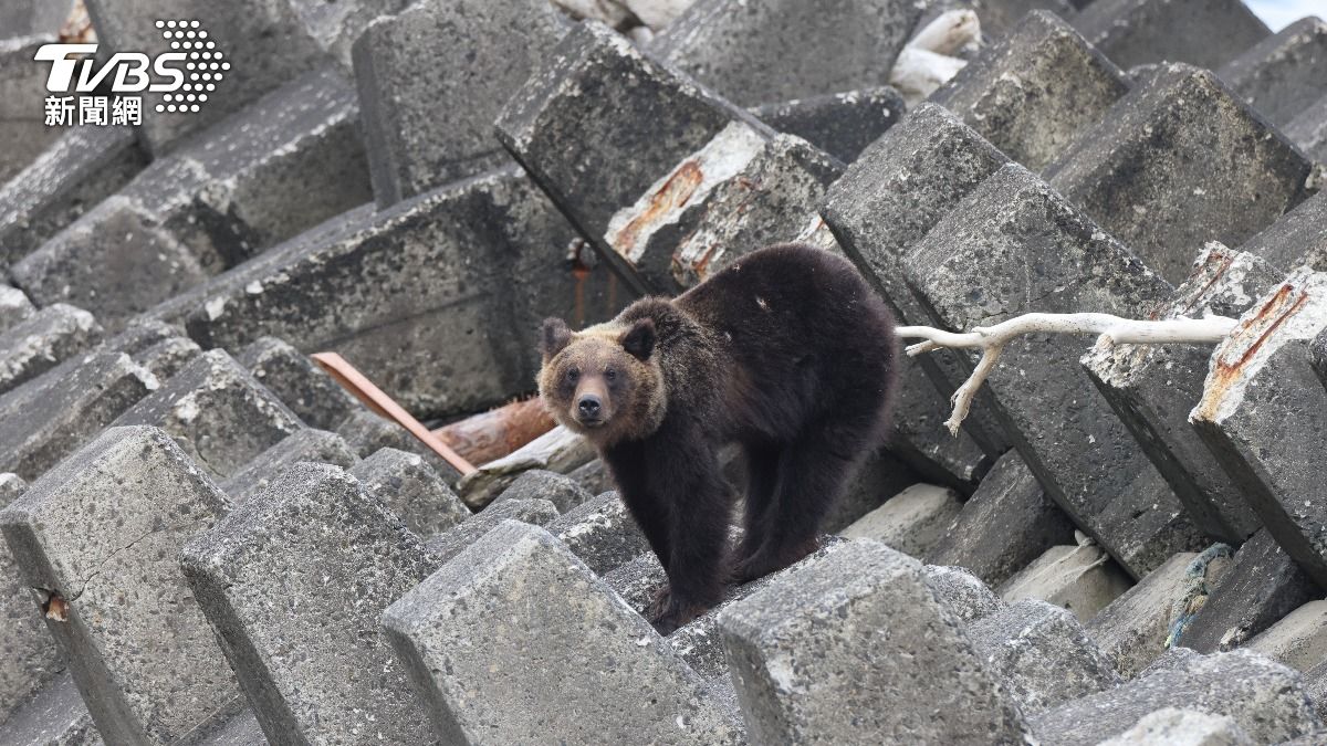 北海道「獵殺960頭熊」一天2頭燒不完!熊太平間也塞不下