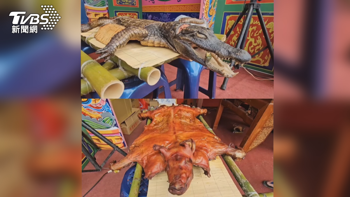 廟會祭祀一般都獻祭豬公,屏東崁頂鄉廟會用鱷魚當祭品,相當新奇。(圖/TVBS)