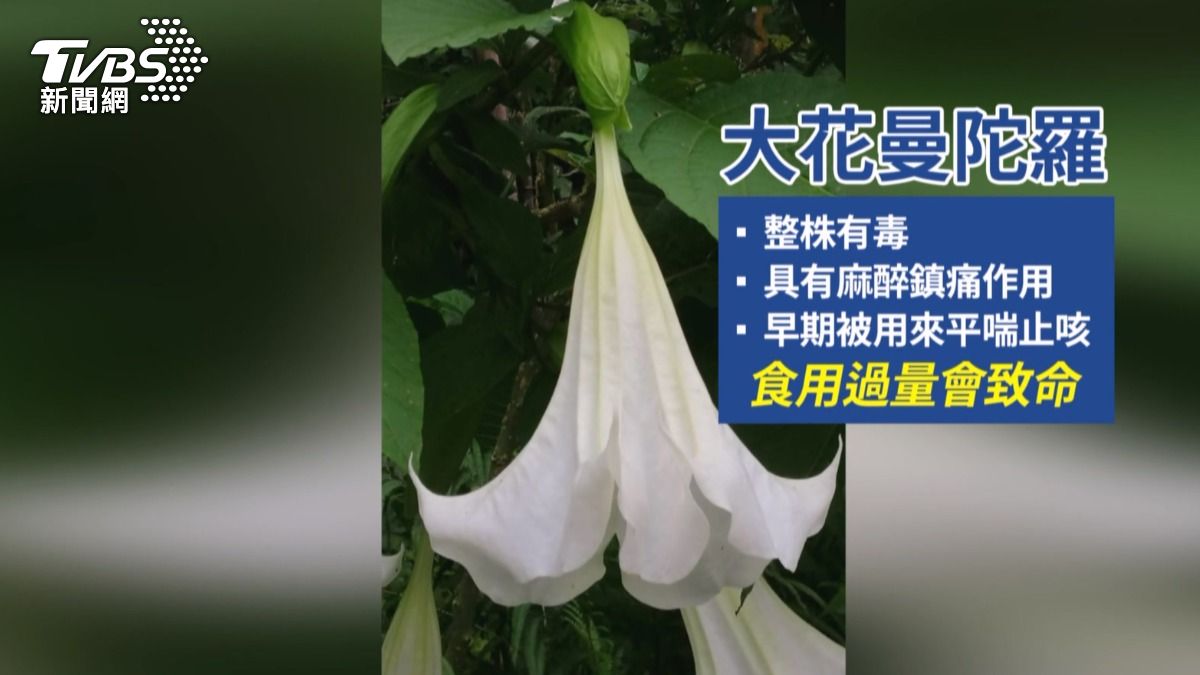 大花曼陀羅全身都有毒,葉子還常被誤認為是可以泡茶的南非葉,花朵誤以為是百合花,就連花苞都像秋葵遭到誤食(圖/TVBS)