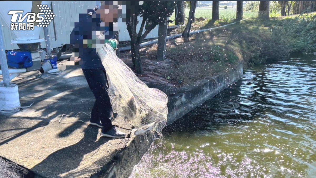 被檢出問題的台灣鯛已養殖一年多,另一池魚也無法出貨,造成養殖業者嚴重損失。(圖/TVBS)
