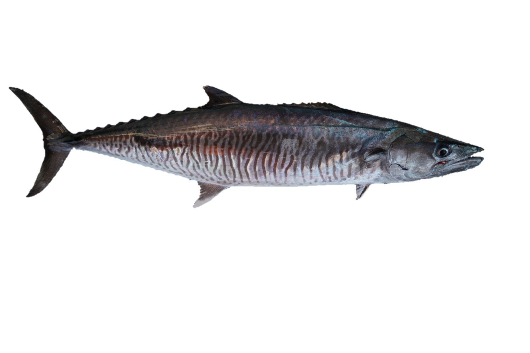 土魠魚年產量衰退 水試所以魚耳石掌握洄游行為