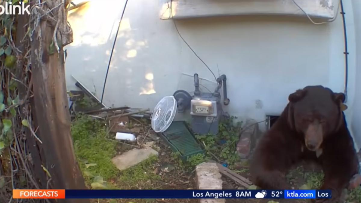 美國加州一名屋主發現一隻棕熊待在屋底的夾層空間。（圖／翻攝YouTube@KTLA 5）
