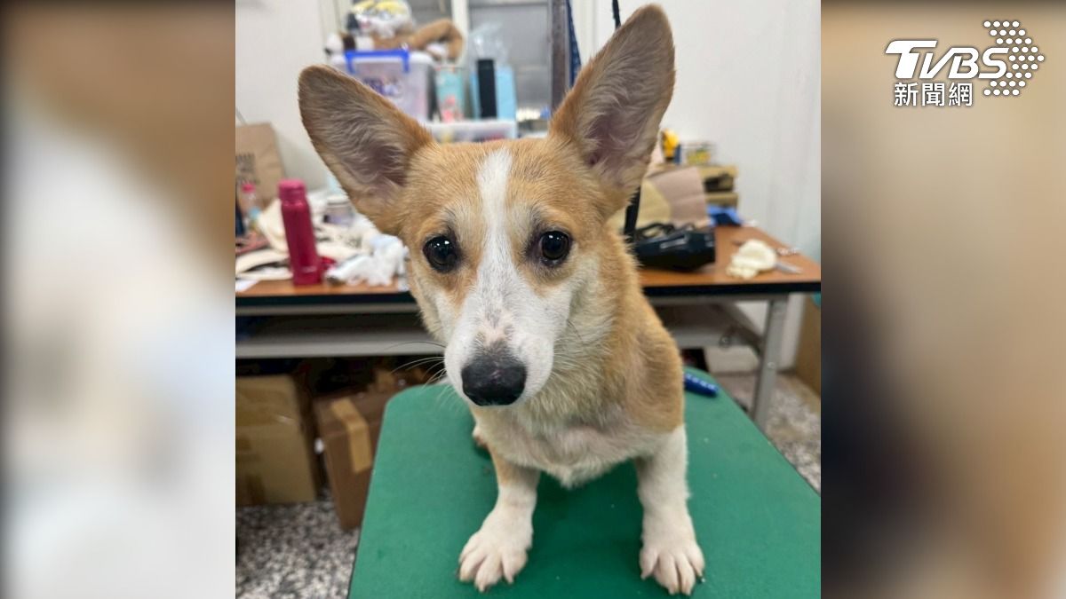 柯基犬等待被領養。（圖／TVBS）