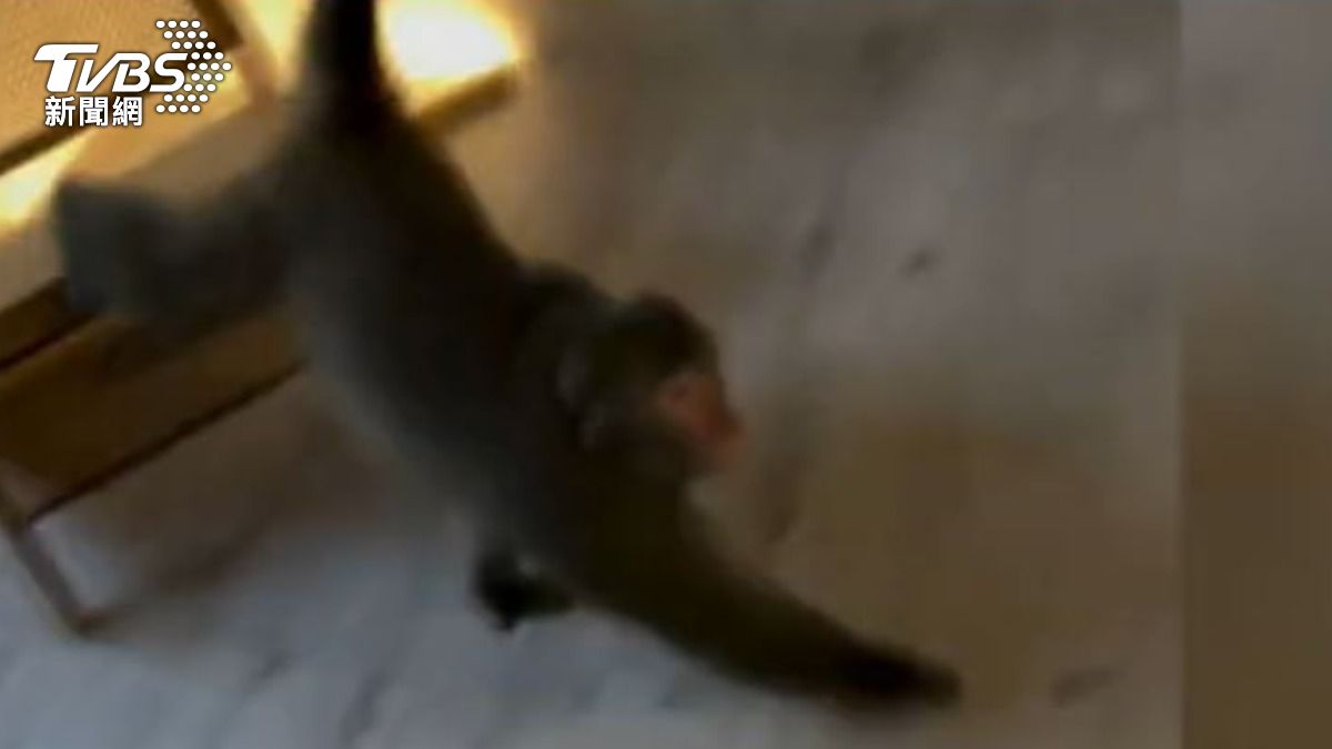 獼猴闖入家中。(圖/TVBS)