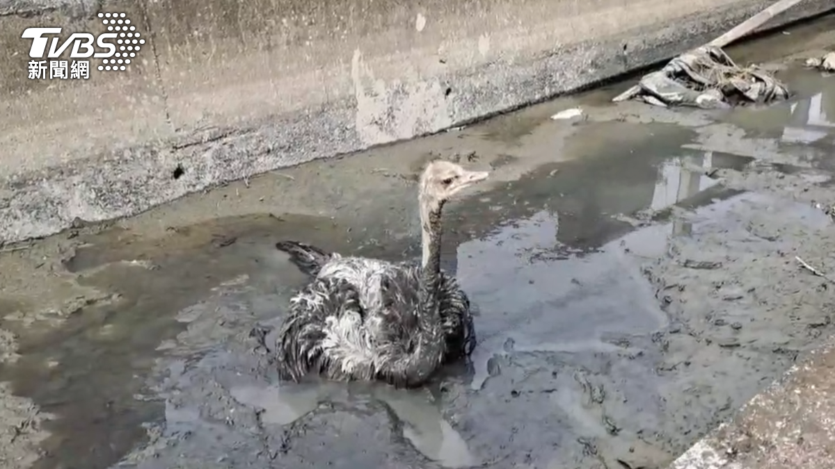 彰化鴕鳥大逃亡「狂奔逛大街」 慘摔大排卡泥中落網
