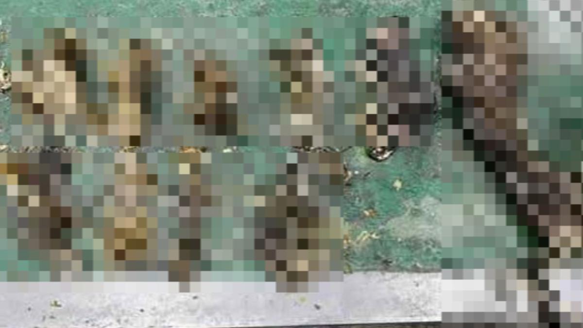 12隻貓屍慘忍影像曝!被信義女當垃圾丟 應訊全推給前男友