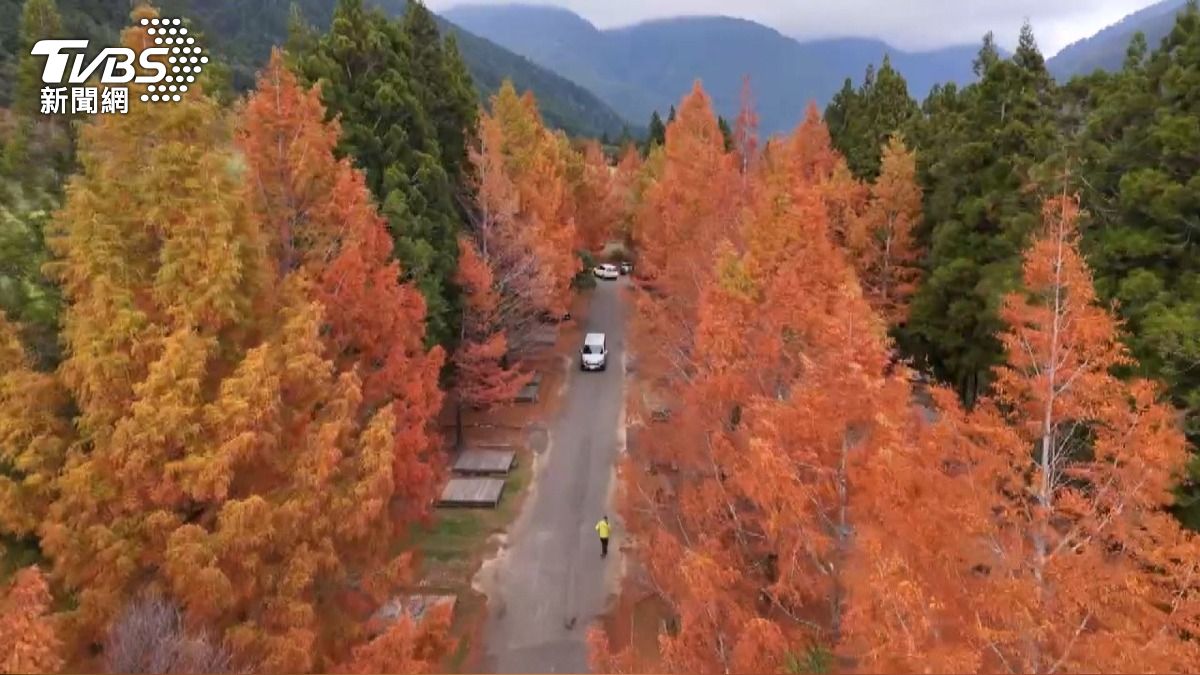銀杏紅楓葉齊綻放!武陵農場「金色漸層」美景 錯過等明年。(圖/TVBS)