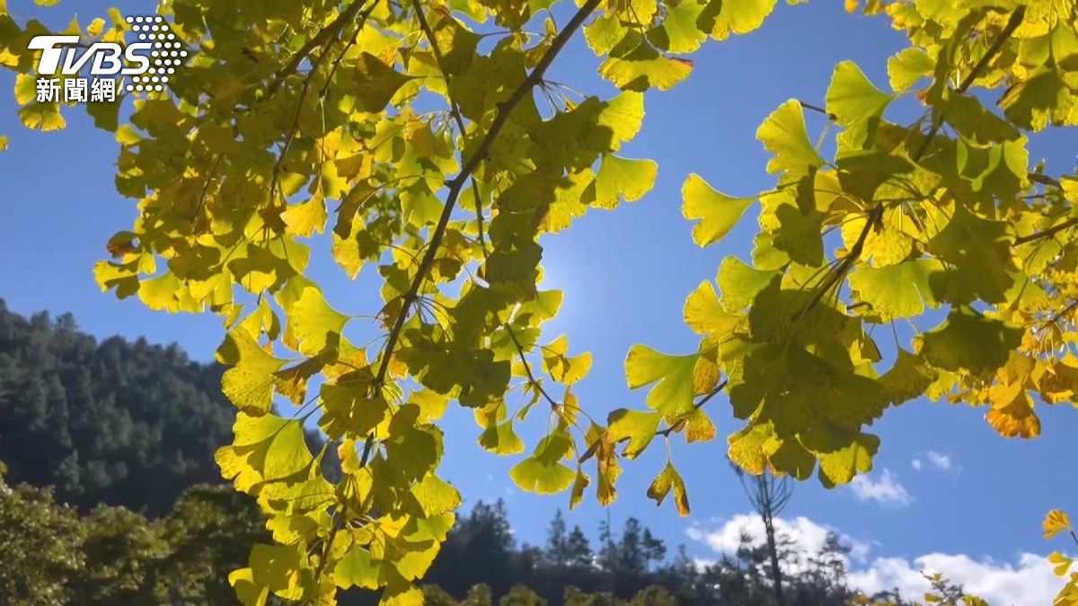 銀杏紅楓葉齊綻放!武陵農場「金色漸層」美景 錯過等明年。(圖/TVBS)
