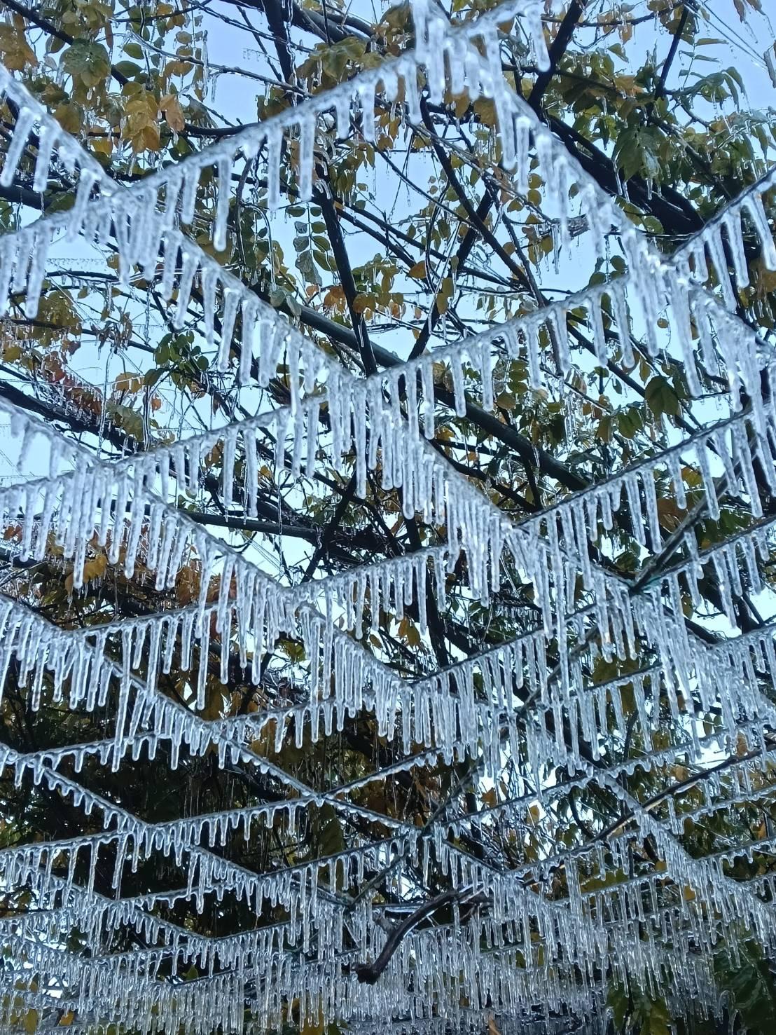 水滴結成冰珠串連成「冰晶簾」。(圖/武陵農場提供)