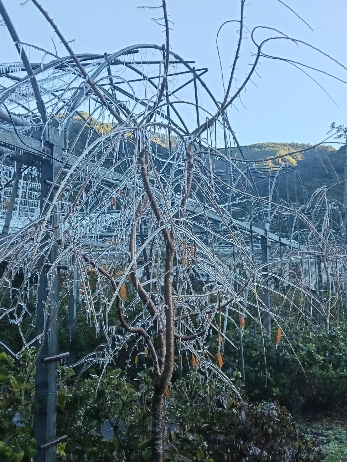 7日為節氣大雪。(圖/武陵農場提供)