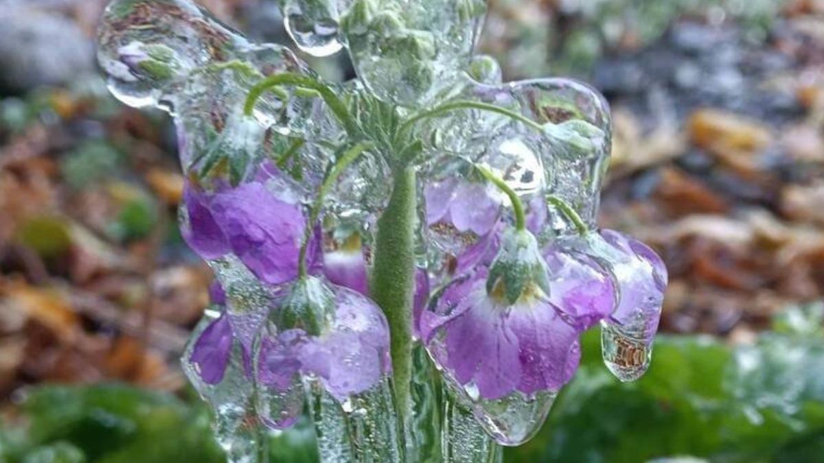 今日大雪！武陵農場清晨0.2度　超美藤花園冰晶宮再現