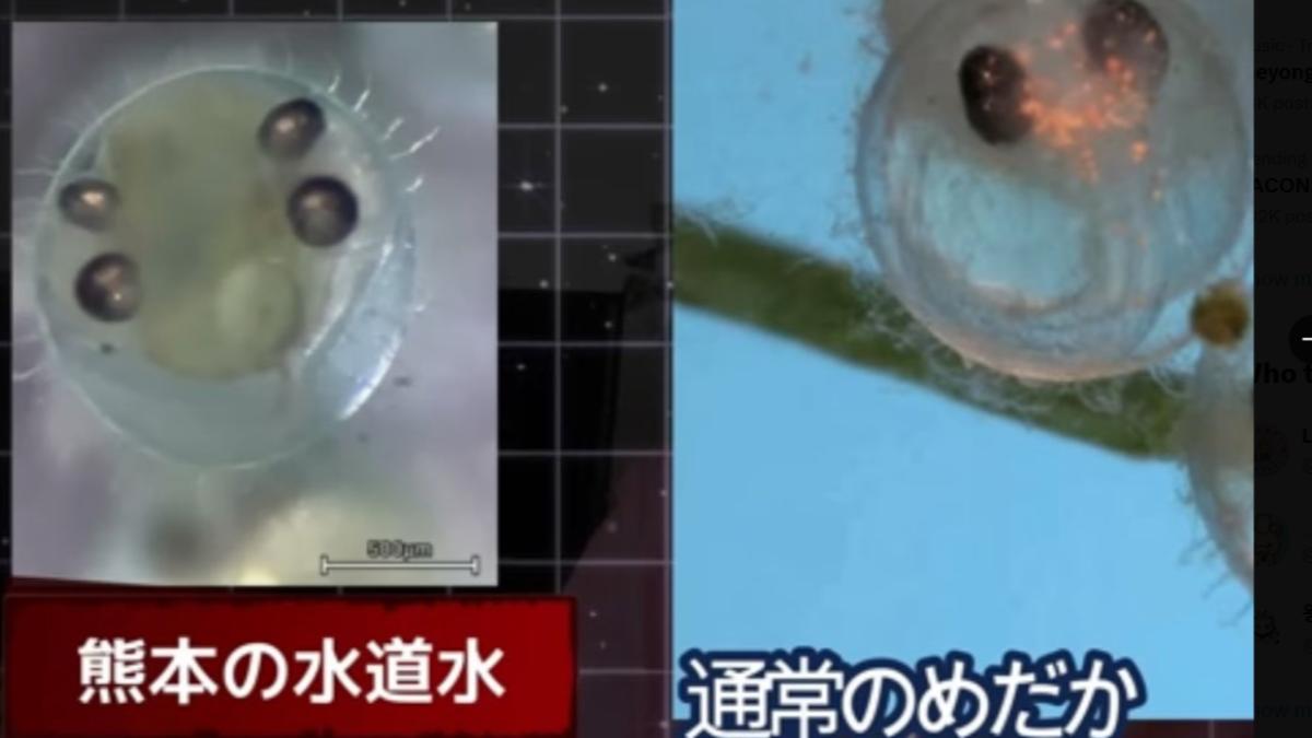 熊本疑現「四眼畸形魚」!日網質疑與台積電排水有關 專家揭真相