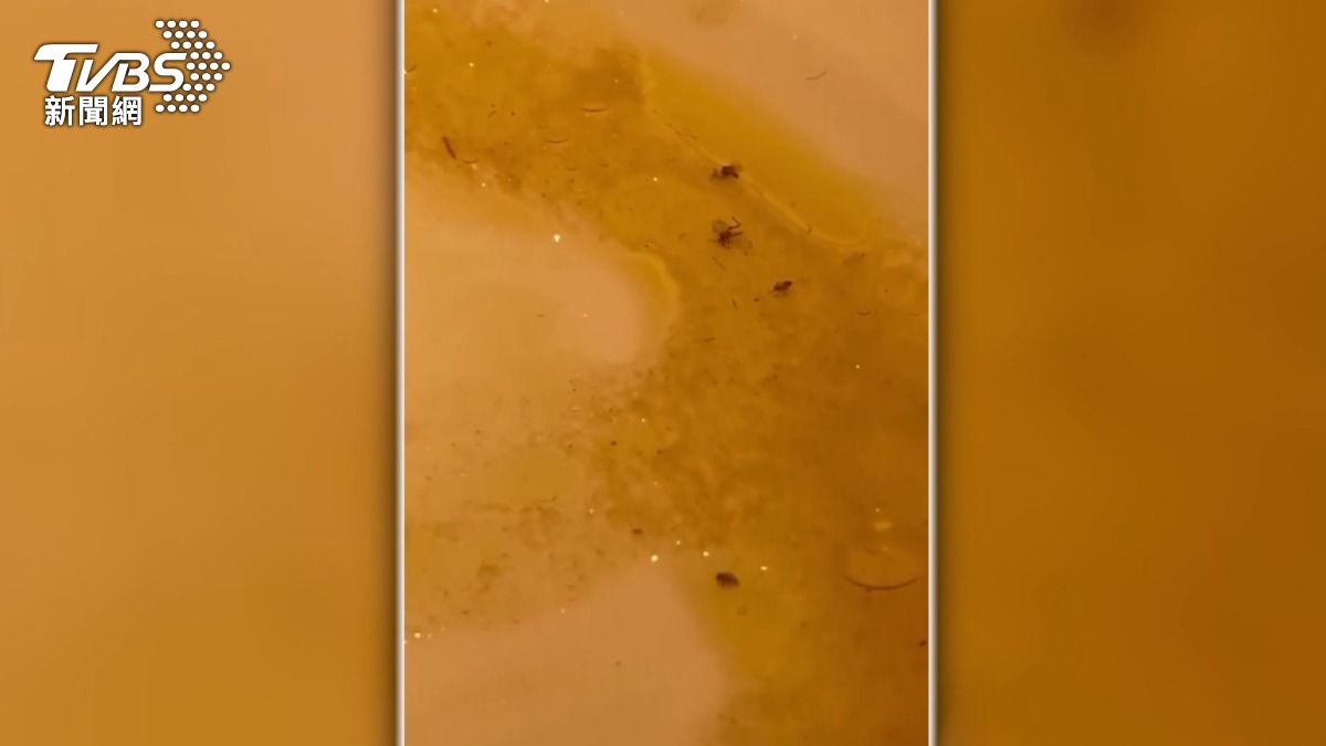 盤內有許多一點一點的小黑點,疑似是蟲蟲,讓她感到非常噁心。(圖/翻攝臉書)