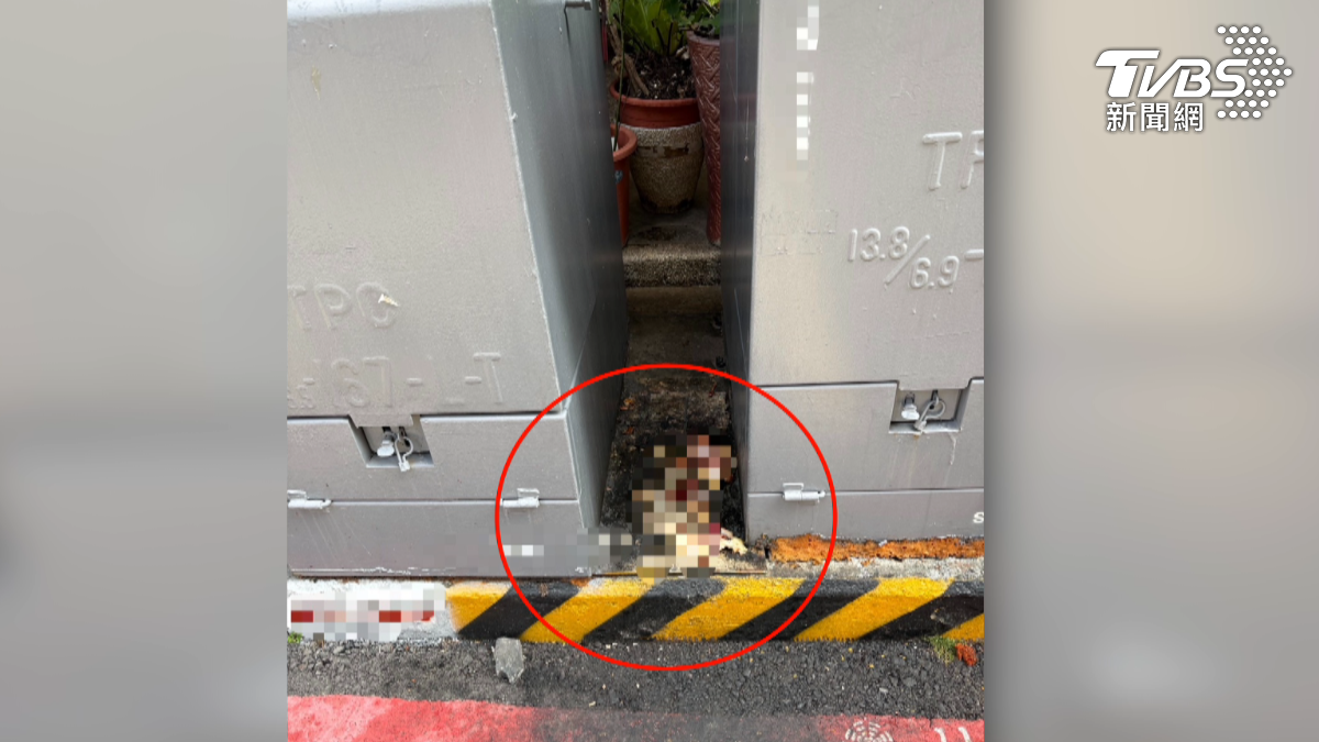 婦人把廚餘丟在變電箱中間餵養流浪犬貓,引來大量老鼠。(圖/TVBS)