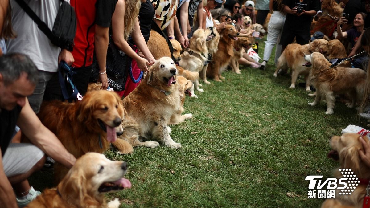逾千隻黃金獵犬齊聚阿根廷公園，成超大狗聚破世界紀錄。（圖／達志影像路透社）