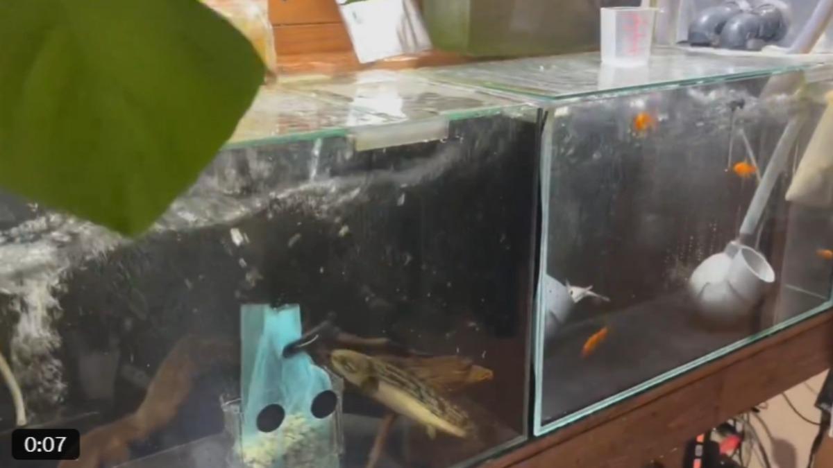 日本7.5強震！「鯰魚神預言」破功　1反應震驚百萬人