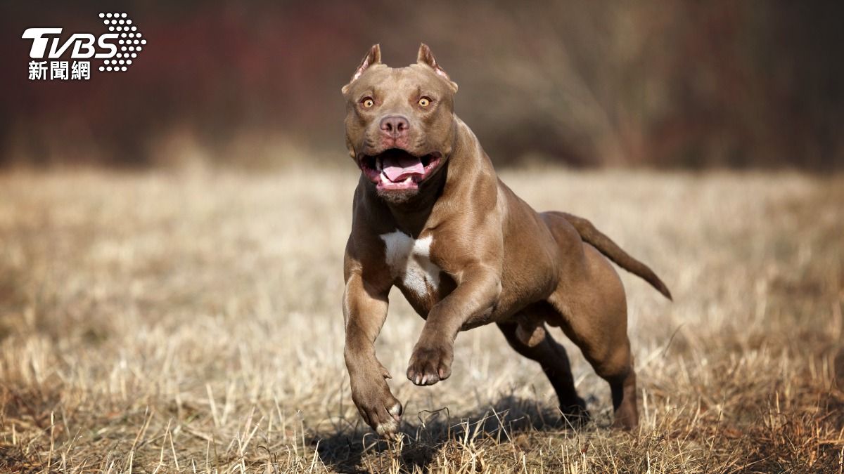 才剛慶祝2歲生日！幼童遭比特犬「30秒咬死」　父母目睹崩潰
